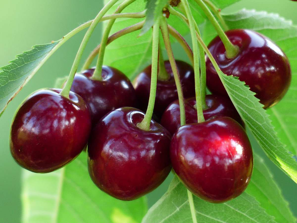 دستورالعمل  عمومی تغذیه‌ایی گیلاس در طول مراحل رشد فنولوژیکی گیاه