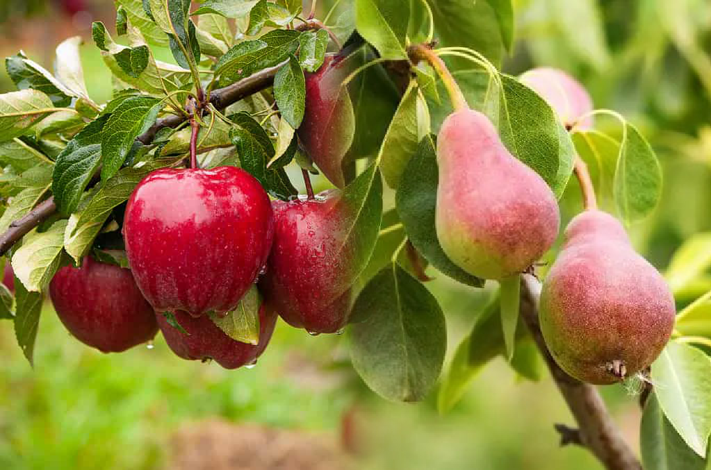 دستورالعمل عمومی تغذیه ایی  سیب و گلابی در طور مراحل رشد فیزیولوژیکی گیاه