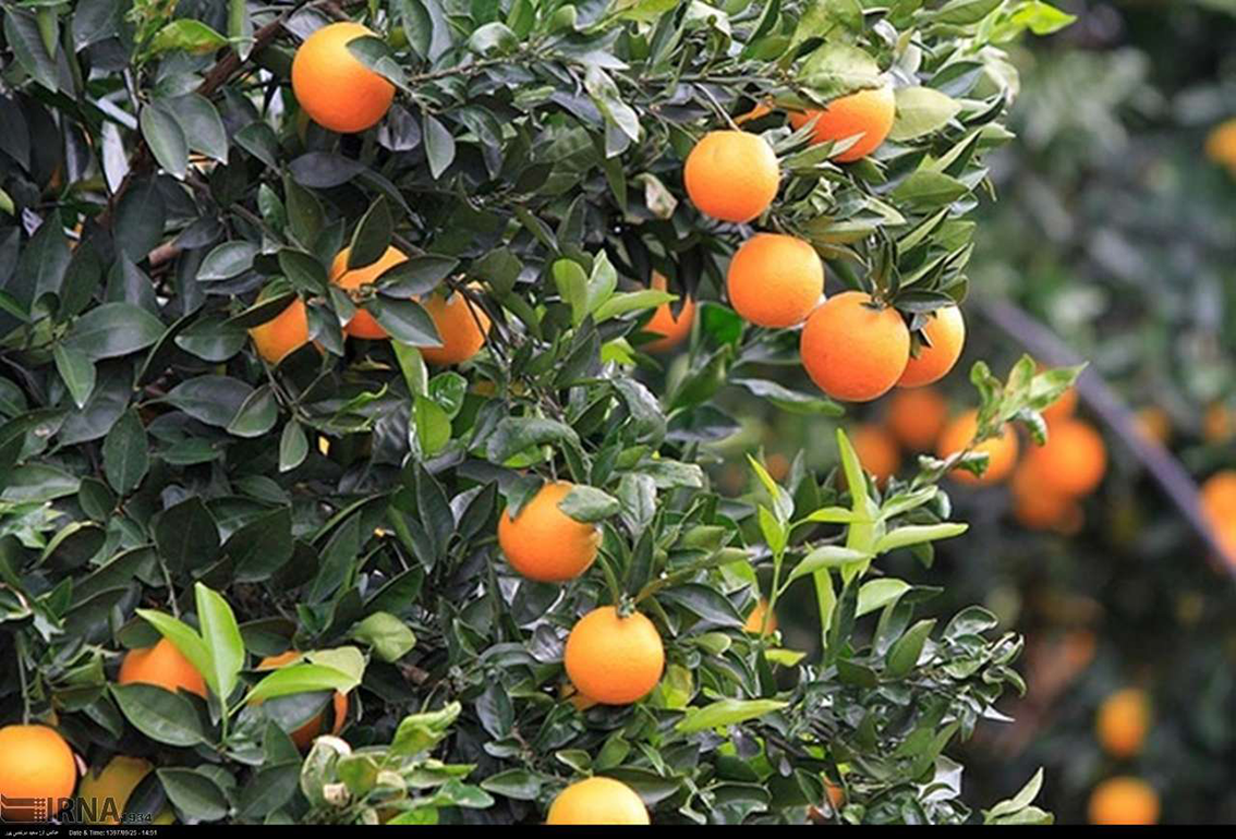 دستورالعمل عمومی تغذیه ایی باغات مرکبات شمال کشور در طور مراحل رشد فیزیولوژیکی گیاه
