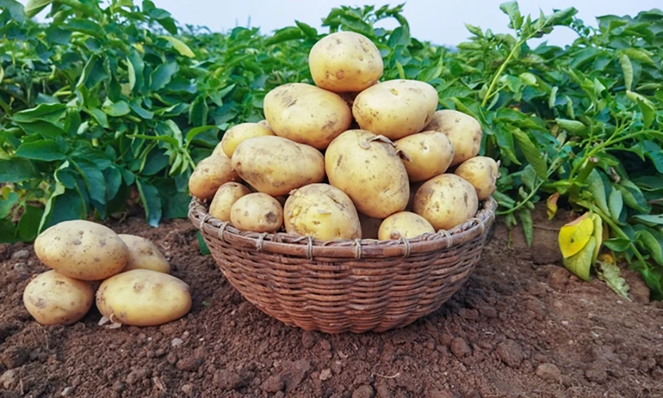 تعیین وضعیت تغذیه اي سیب زمینی