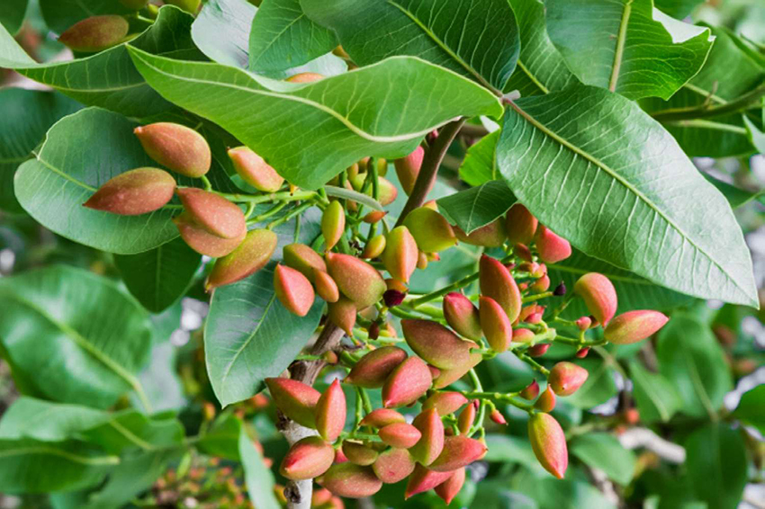 دستورالعمل عمومی تغذیه ایی  باغات پسته در طور مراحل رشد فیزیولوژیکی گیاه