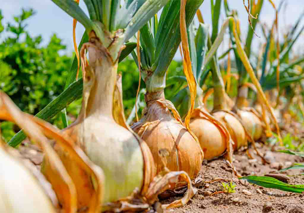 دستورالعمل  عمومی تغذیه‌ایی پیاز در طول مراحل رشد فنولوژیکی گیاه