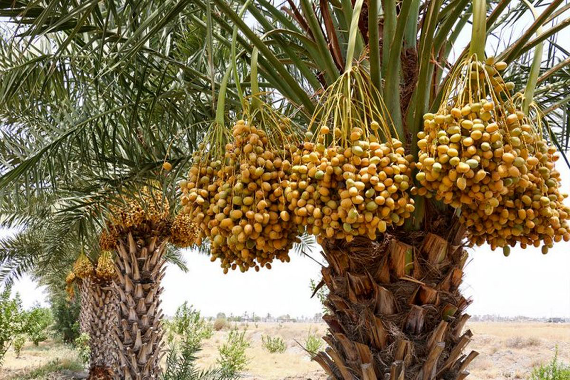 دستورالعمل  عمومی تغذیه‌ایی خرما در طول مراحل رشد فنولوژیکی گیاه