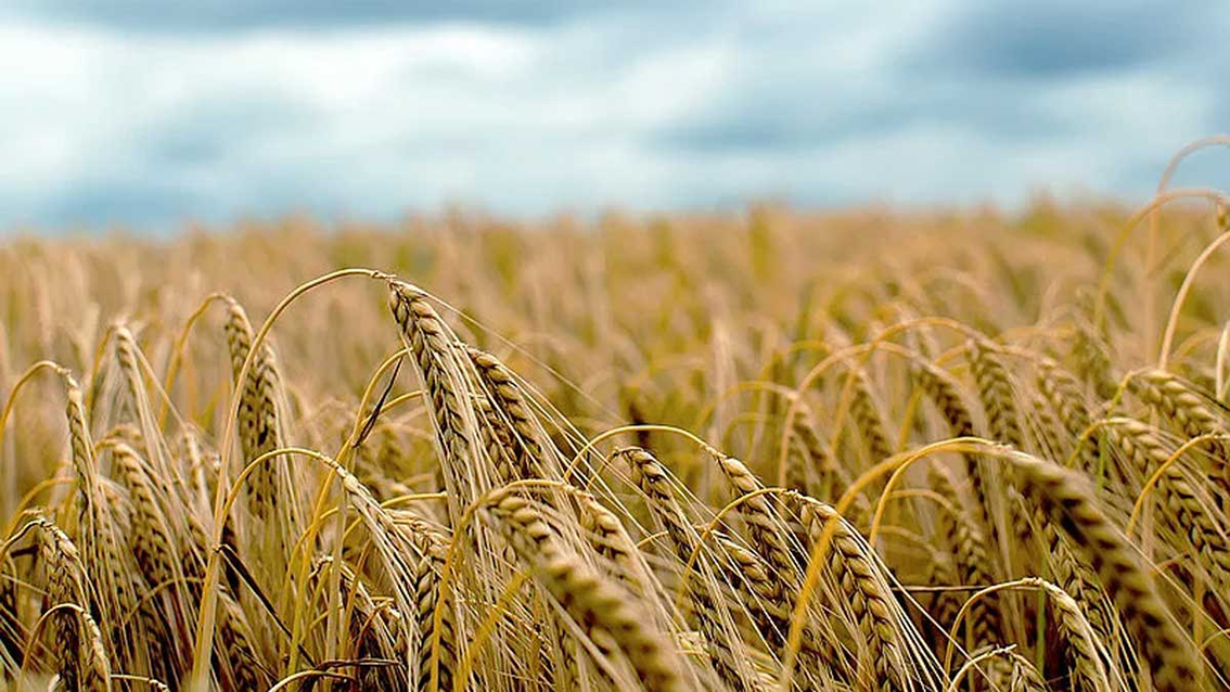 دستورالعمل عمومی تغذیه ایی مزارع جو در طور مراحل رشد فیزیولوژیکی گیاه