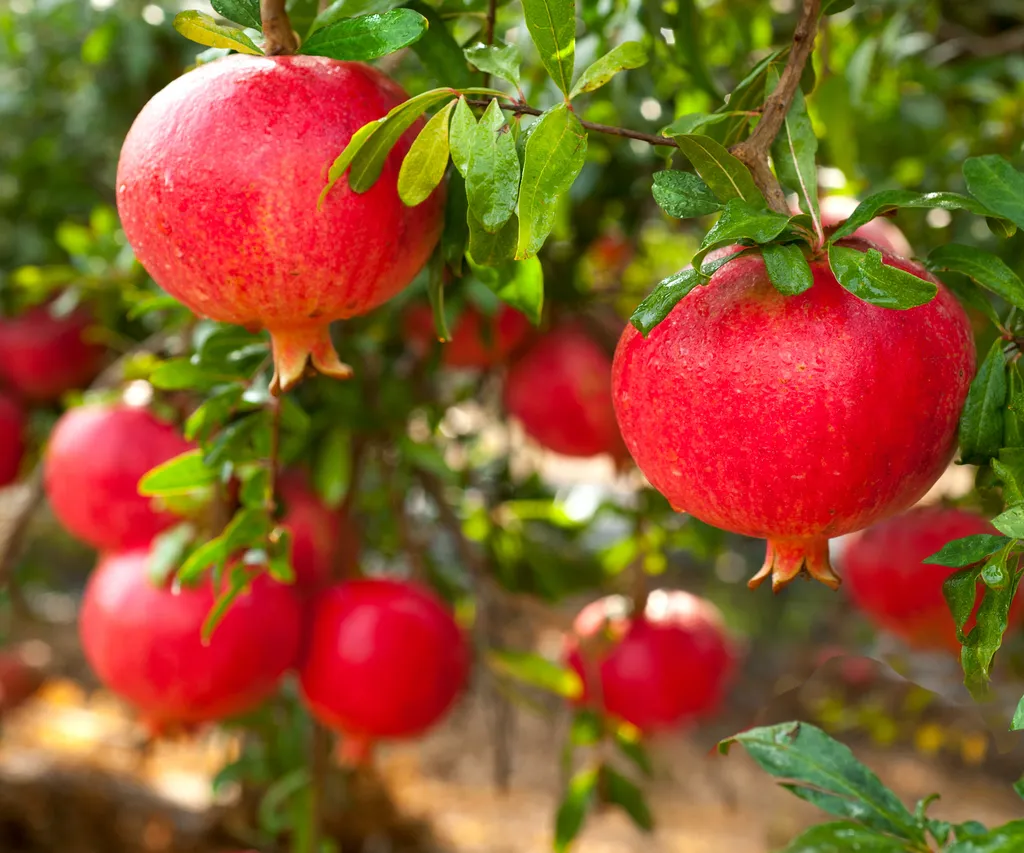 دستورالعمل عمومی تغذیه ایی  انار در طور مراحل رشد فیزیولوژیکی گیاه